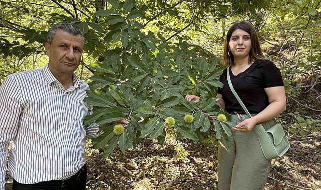 Yüksekova'da kestaneler canlanıyor: Ekim ayında hasada başlanacak