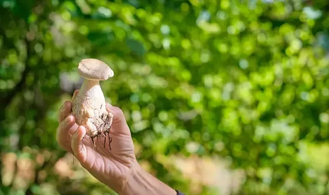 1 aylık D vitamini ihtiyacını 1 tabakta karşılıyor! Bağışıklığı çimento gibi sağlamlaştırıyor