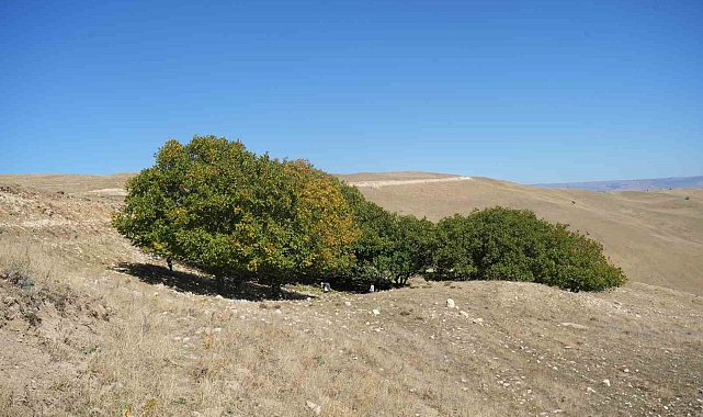 100 yıldır aynı heyecanla ceviz hasadı yapılıyor