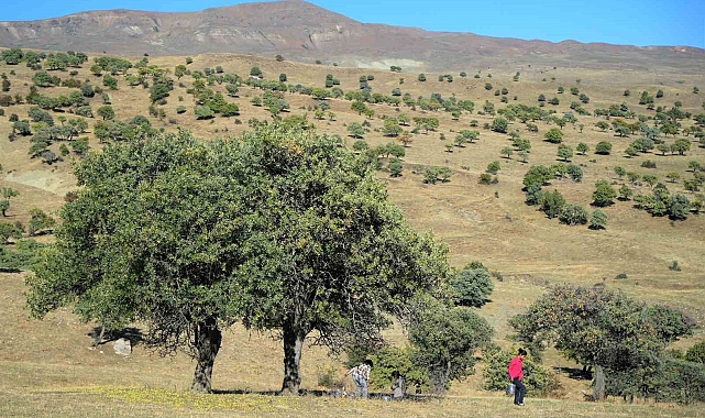 110 bin Ahlat ağacı turizme kazandırılmayı bekliyor
