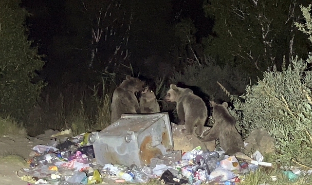 Aç ayılar karavanlara dadandı