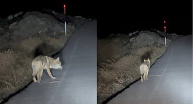 Aç kalan kurt yerleşim alanına indi