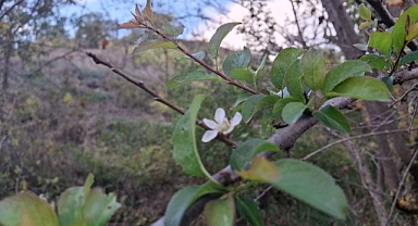 Adana’da erik ağacı çiçek açtı