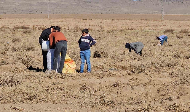 Adilcevazlı Çiftçiden vatandaşlara bedava patates
