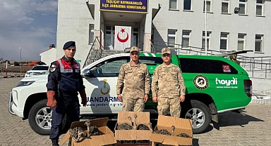 Ağrı'da yolcu otobüsünde 6 deve kuşu yavrusu yakalandı