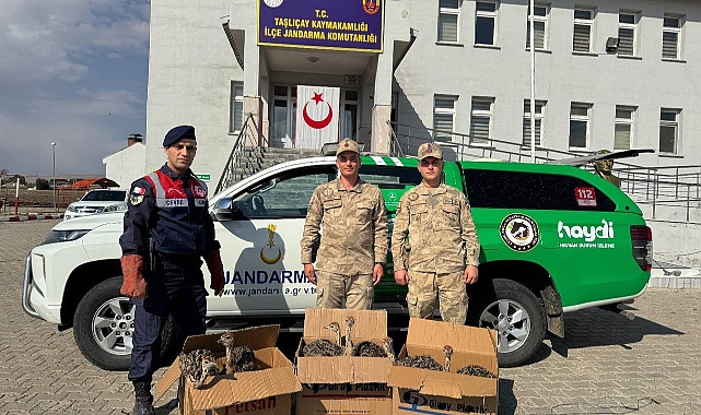 Ağrı'da yolcu otobüsünde 6 deve kuşu yavrusu yakalandı