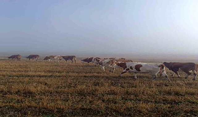Ardahan'da kaybolan hayvanlar bulunup sahibine teslim edildi