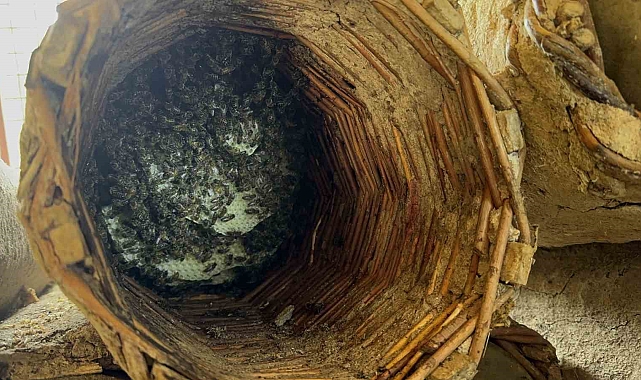Bitlisli arıcıların karakovan balı hasadı başladı