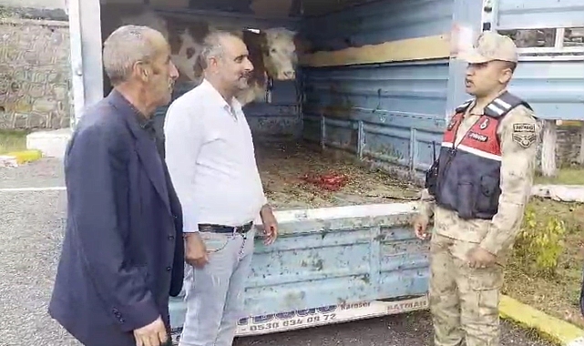 Çalınan Büyük Başlar Hayvanlar Jandarmanın Operasyonuyla Yakalandı