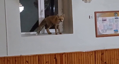 Camiye giren tilki gülümsetti