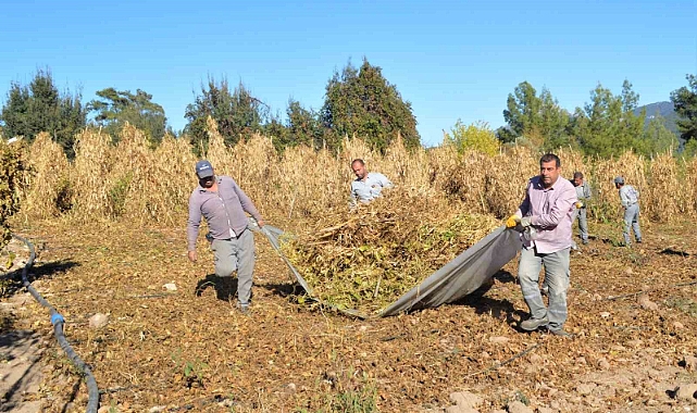 Çandır fasulyesinin hasat zamanı