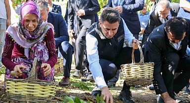 Ceviz üretiminde Türkiye 3’üncüsü Bilecik oldu