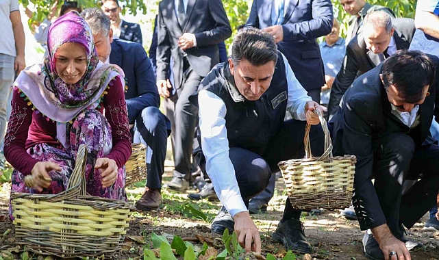 Ceviz üretiminde Türkiye 3’üncüsü Bilecik oldu