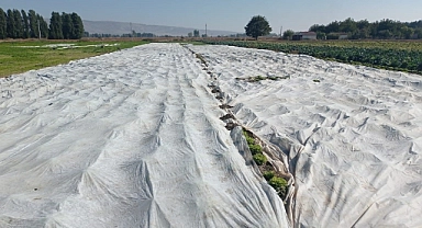 Çiftçiler tarım ürünlerini branda ile korudu