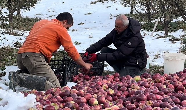 Çiftçinin zorlu elma hasadı başladı