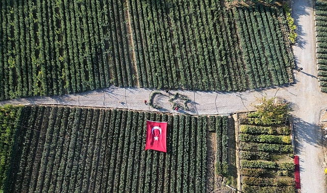 Cumhuriyetin 101. yılı için zeytin fidanlarıyla Türk Bayrağı’nı oluşturdu