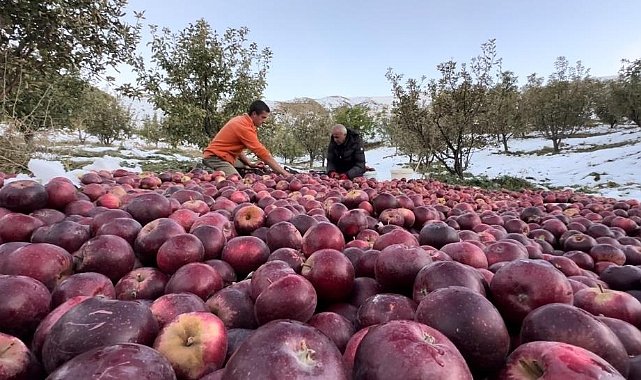 Doğuda Elma Hasadı Zamanı
