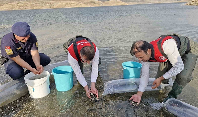 Dört Milyon Sazan Yavrusu Baraj Göletlerine Bırakıldı