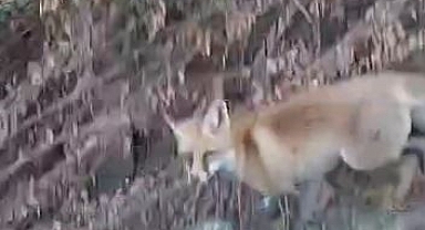 Elazığ’da şehir merkezinde yiyecek arayan tilkiler görüntülendi