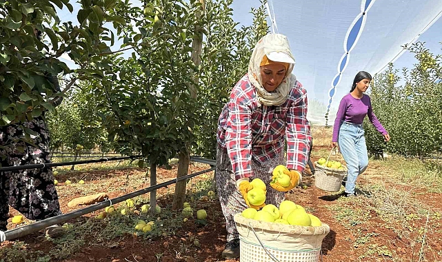 Elma hasadı başladı