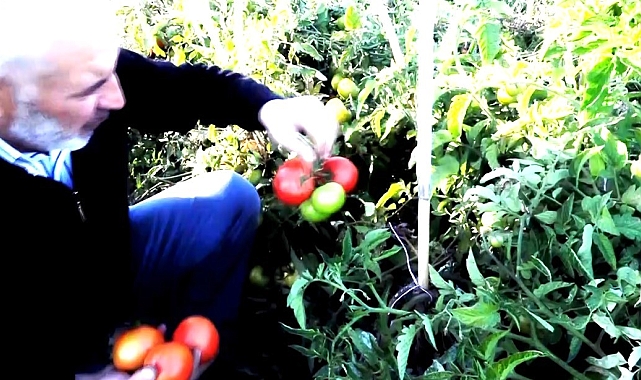 Erciş'te markette sebzeleri pahalı bulan vatandaşlar soluğu tarlalarda aldı