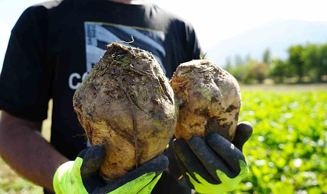 Erzincan'da pancar hasadı başladı