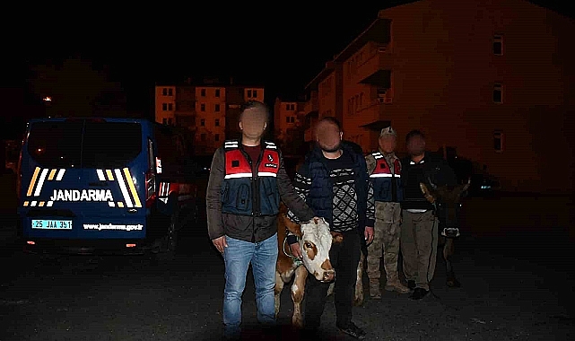 Erzurum'da hayvan çalan hırsızlar Kars'ta yakalandı