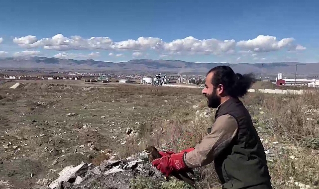 Erzurum'da Arı şahini özgürlüğüne kavuştu