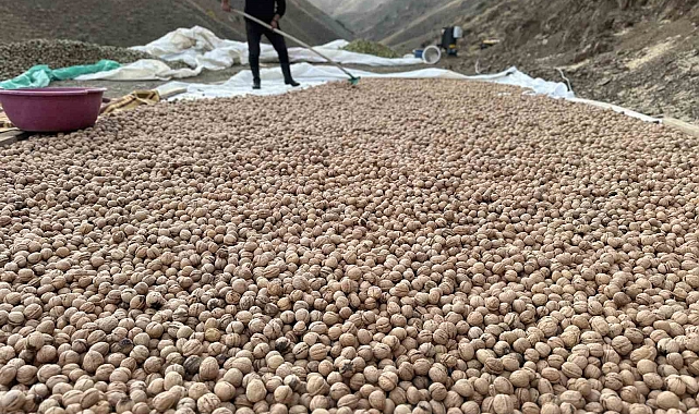 Hakkari'de ceviz hasadı başladı