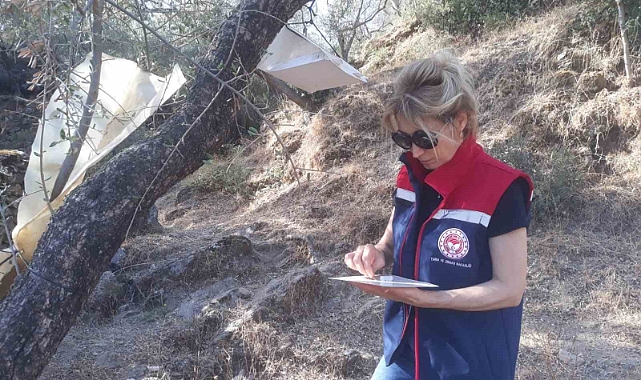 Hasat öncesi zeytin bahçeleri kontrol edildi
