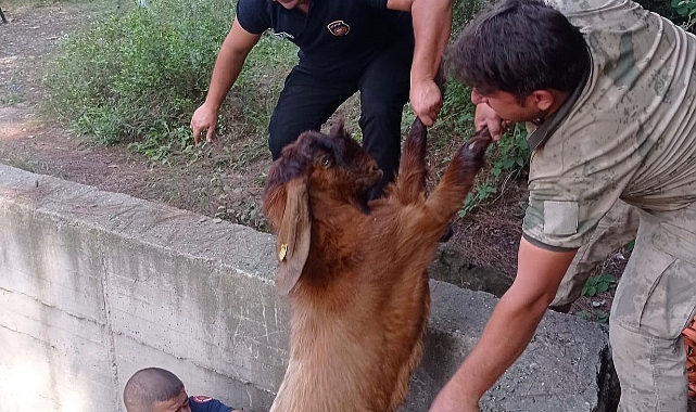 Havuza düşen keçileri itfaiye kurtardı