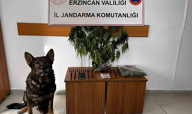 Jandarma suçluları tek tek yakalıyor