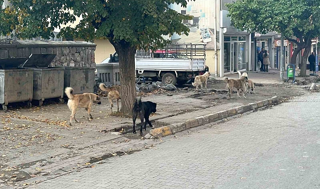 Kağızman'da başıboş köpekler tehlike saçıyor