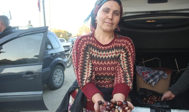 Kaz Dağları’nda kestane sezonu başladı