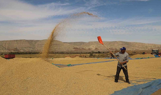 Kırıkkale’de çeltik hasadı başladı