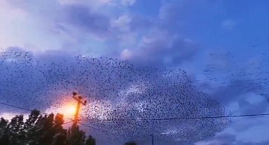 Kuşların dansı hayran bıraktı