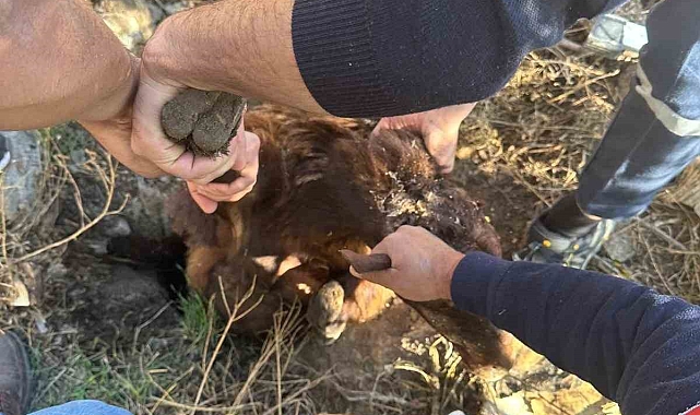 Kuyuya düşen koyun kurtarıldı