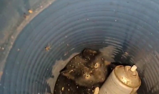 Mahsur kalan kedi kurtarıldı