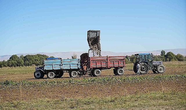 Muş'ta şeker pancarının tarladan sofraya uzanan tatlı yolculuğu