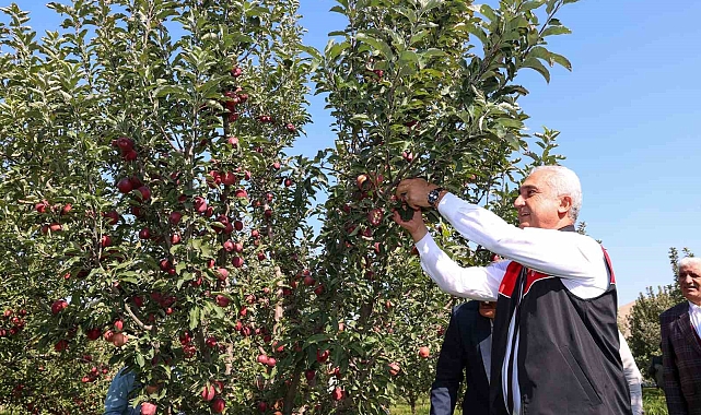 Muş'ta elma hasadından 25 milyon lira gelir bekleniyor