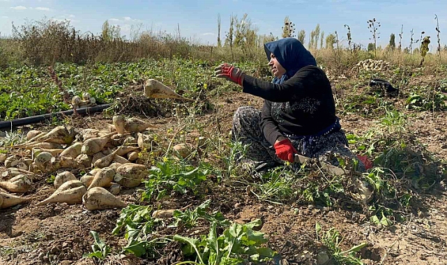 Patnos Şeker Pancarı Hasat Ücreti Belli Oldu!
