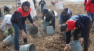 Patnos’ta 600 dekarlık alanda patates hasadı yapıldı