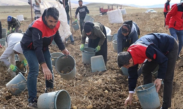 Patnos’ta 600 dekarlık alanda patates hasadı yapıldı