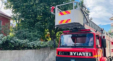 Silkelemek için çıktığı ceviz ağacında mahsur kaldı