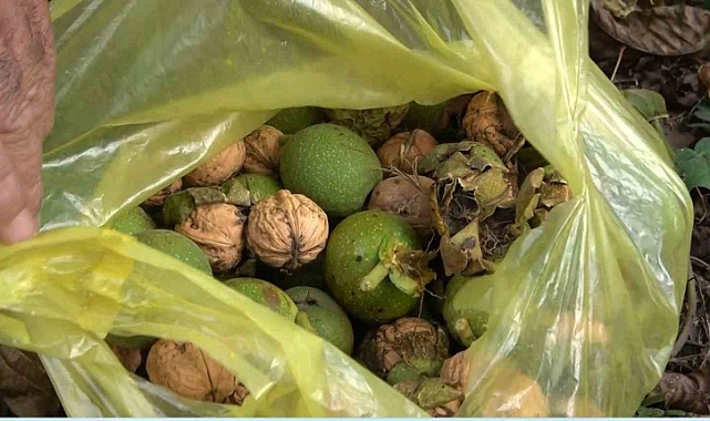 Tescilli Şebin cevizinde hasat başladı