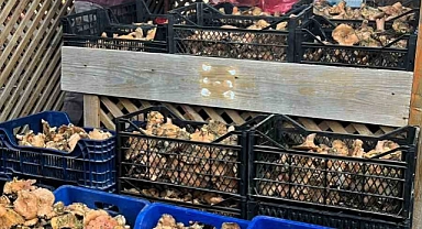 Türkeli’de mantar bolluğu