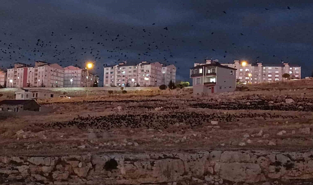 Van'da binlerce karga gökyüzünü kapladı