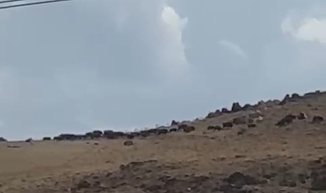 Van'da domuz sürüsü görüntülendi