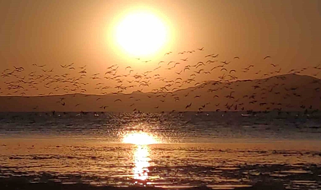 Van'da flamingolarla gün batımı