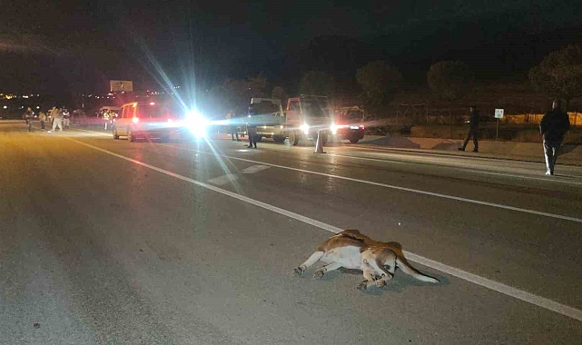 Van'da köpeğe çarpmamak için kaza yaptı: 8 kişi yaralandı